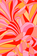 Moroccan Poppy